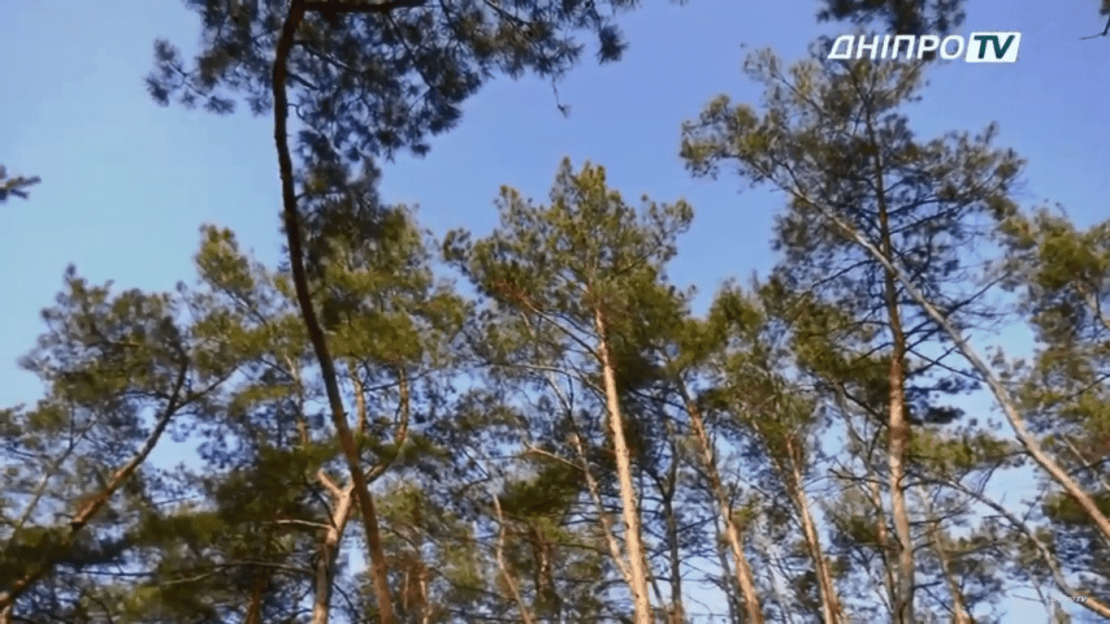 В Днепре жители ж/м Северный уничтожили свой лес (Видео)