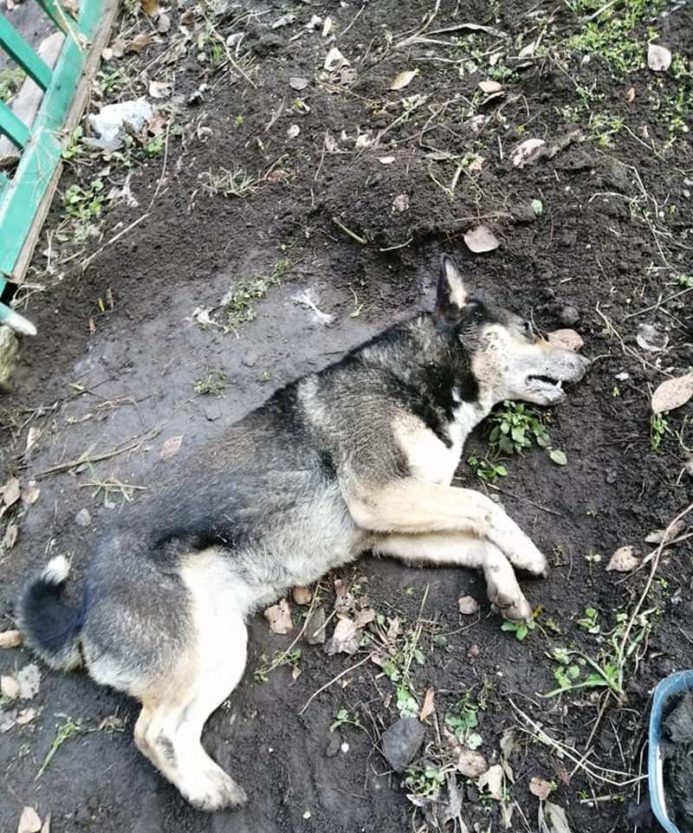 В Днепре отравили собаку, охранявшую детский сад