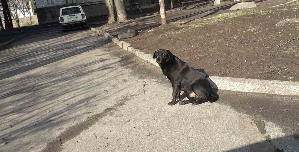 В Днепре на Тополе разыскивают агрессивную собаку. Новости Днепра