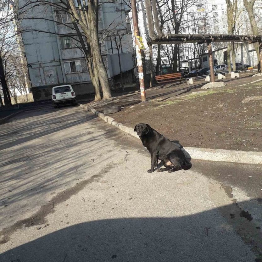 В Днепре на Тополе разыскивают агрессивную собаку. Новости Днепра