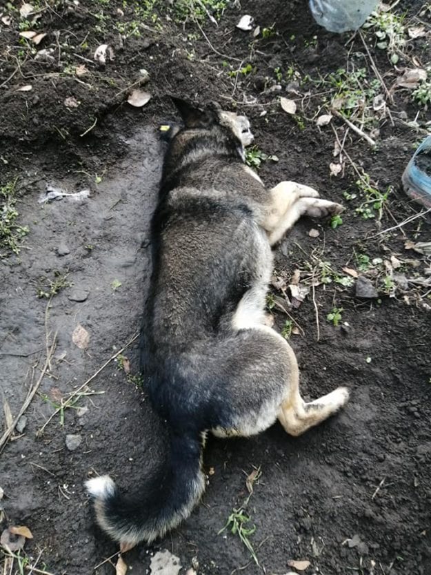 В Днепре отравили собаку, охранявшую детский сад 