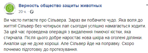 В Днепре пес, которому отрубили все лапы, начал ходить. Новости Днепра