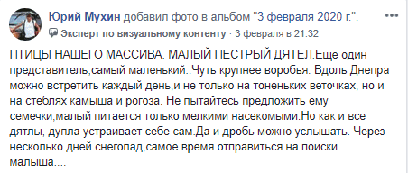 В Днепре на Победе заметили малого пестрого дятла. Новости Днепра