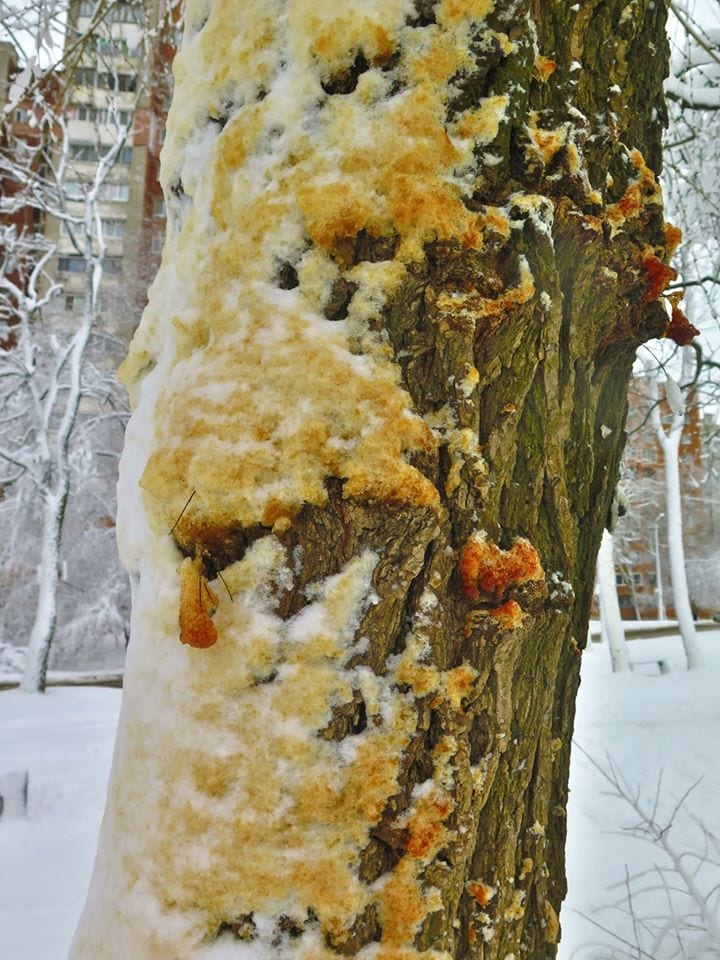 Клещи на деревьях фото