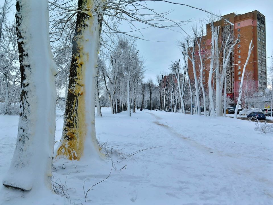 В Днепре на деревьях заметили странный снег. Новости Днепра