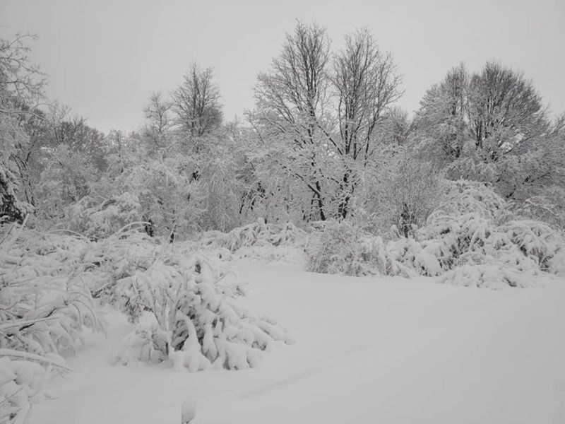 Зимняя сказка: как выглядит ботанический сад ДНУ после снегопада