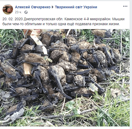 Под Днепром местный житель обнаружил кладбище летучих мышей
