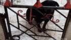 Домашний ротвейлер насмерть загрыз 4-летнего ребенка