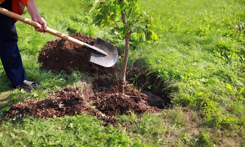 Днепропетровская область присоединится к акции «1 000 000 деревьев за 24 часа". Новости Днепра