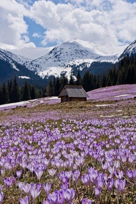 В Карпатах зацвел шафран: красота неописуемая (Фото)