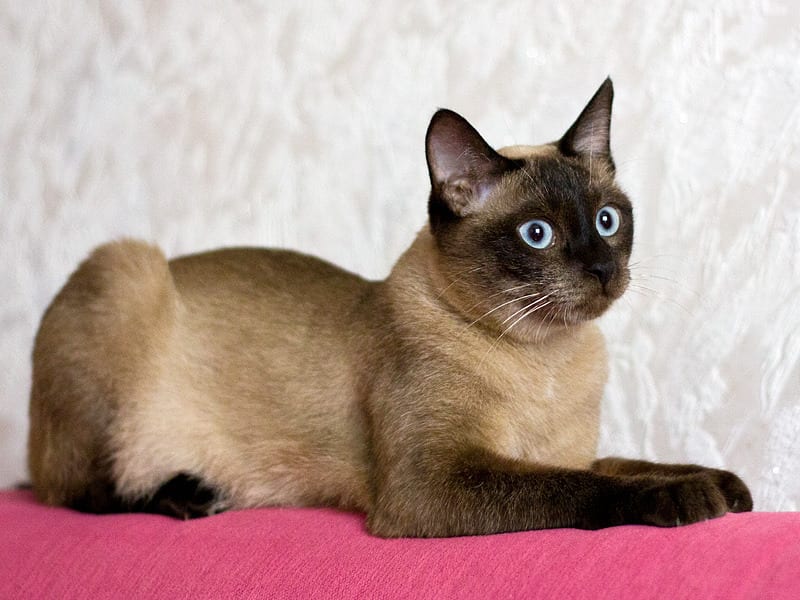 Коты-болтуны: ТОП-3 самых разговорчивых породы котов
