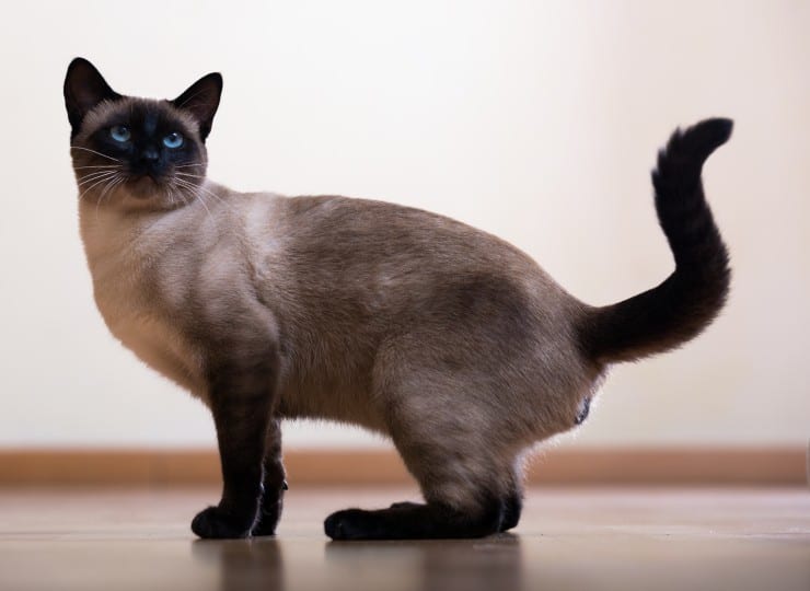 Самые ласковые кошки| Бирманская кошка