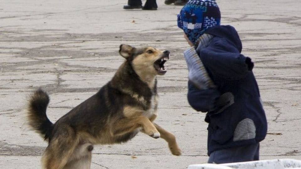 В Днепре бездомные собаки нападают на людей. Новости Днепра