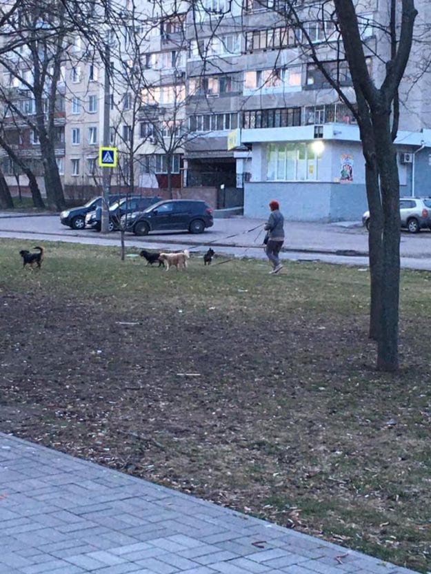 В Днепре бульвар Славы превращают в площадку для выгула собак. Новости Днепра