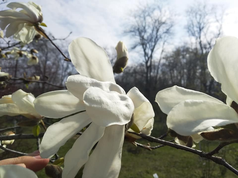 В Днепре в ботсаду ДНУ цветет магнолия Новости Днепра