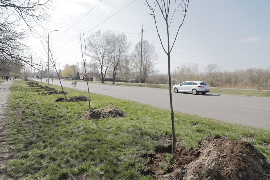 Дніпрі продовжують весняне висаджування дерев