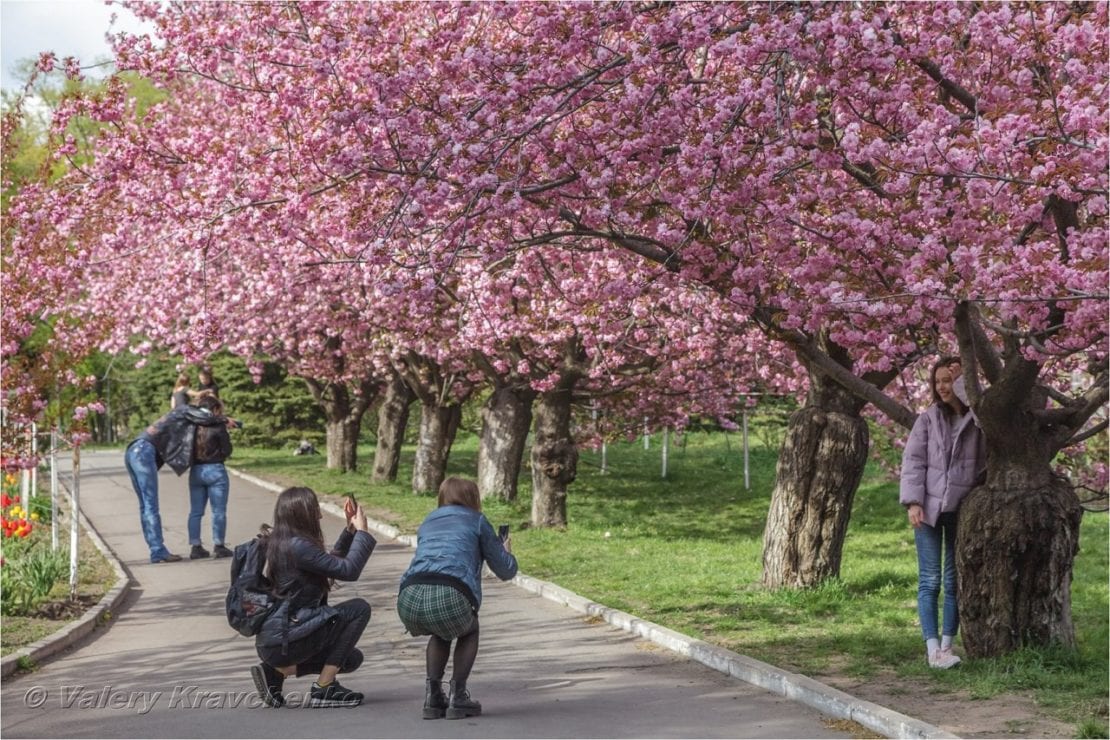 Японское чудо: в Днепре возле ДИИТа цветет аллея сакур (Видео)