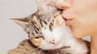 ТОП-3 породы кошек, которых нельзя заводить аллергикам