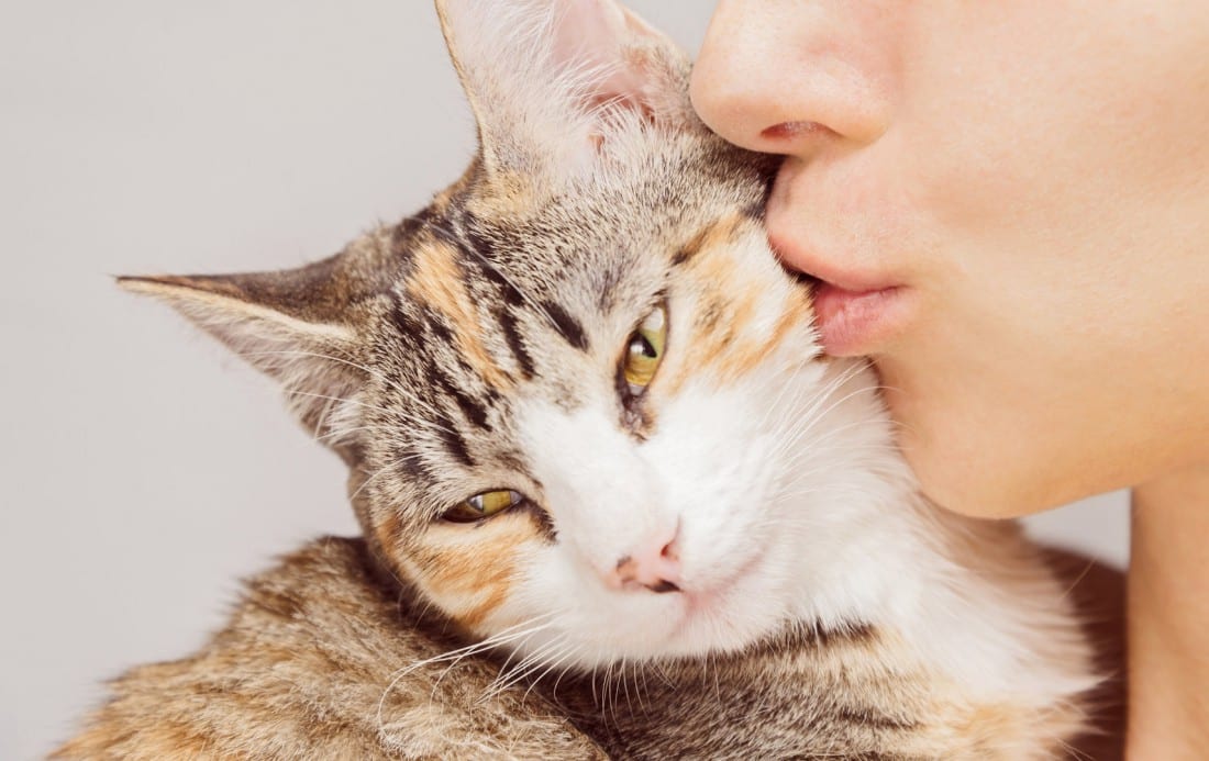 ТОП-3 породы кошек, которых нельзя заводить аллергикам