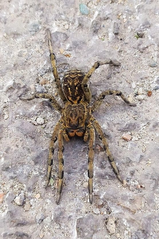 Под Днепром обнаружили ядовитого тарантула. Новости Днепра