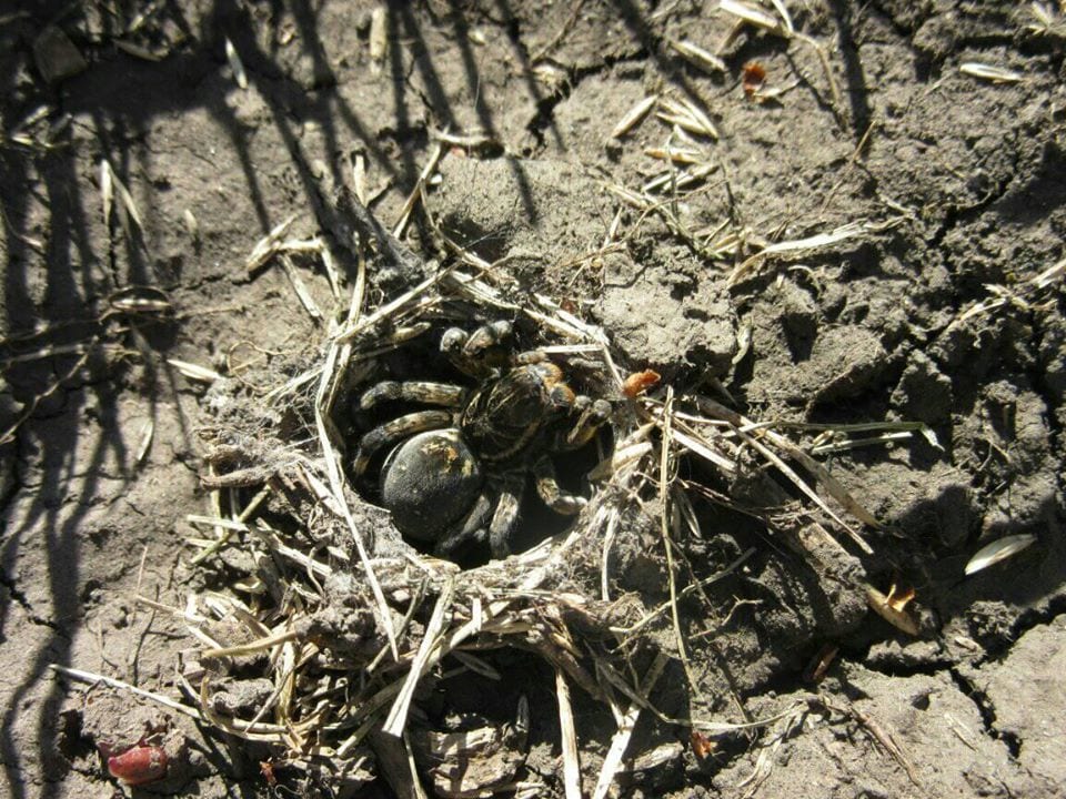 Под Днепром женщина обнаружила у себя во дворе тарантула. Новости Днепра
