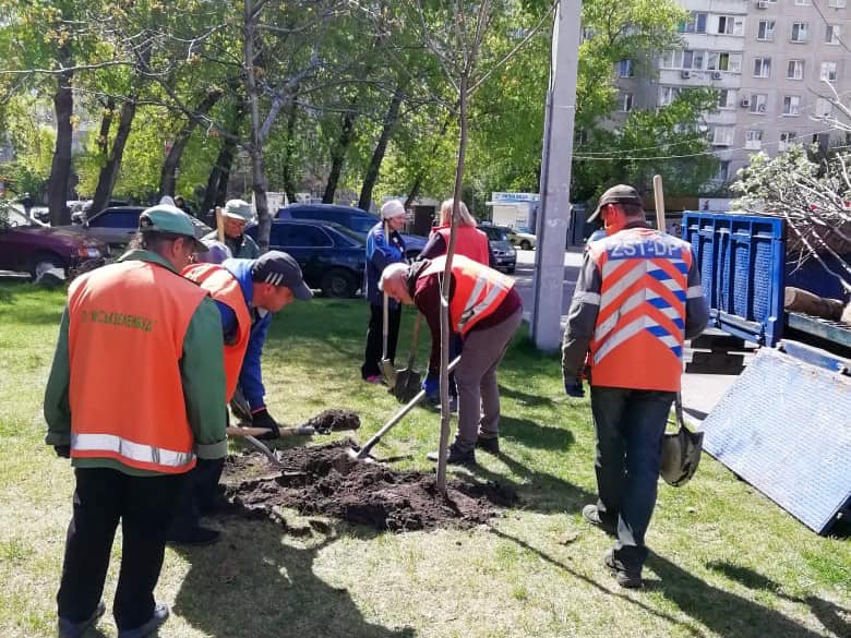 На  Парусе высадили сотни саженцев рябины и катапльпы. Новости Днепра