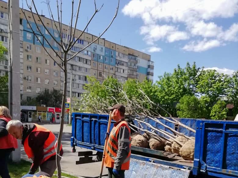 На  Парусе высадили сотни саженцев рябины и катапльпы. Новости Днепра