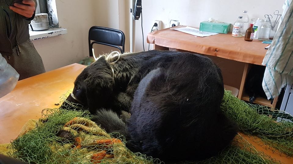Собака с бутылкой на голове: все подробности о поимке от волонтеров Днепра