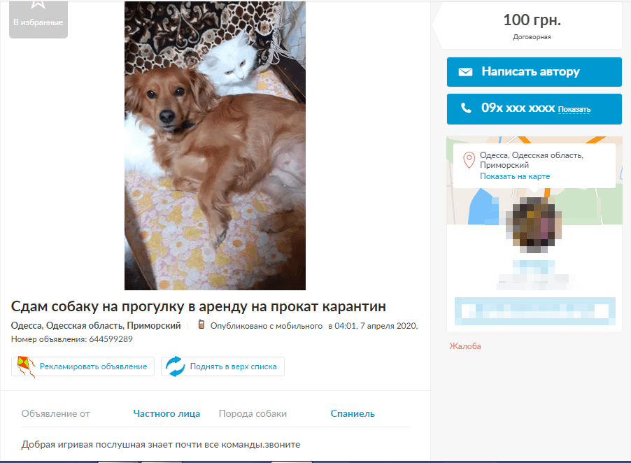 Коронавирус в Украине: владельцыначали сдавать собак для прогулок