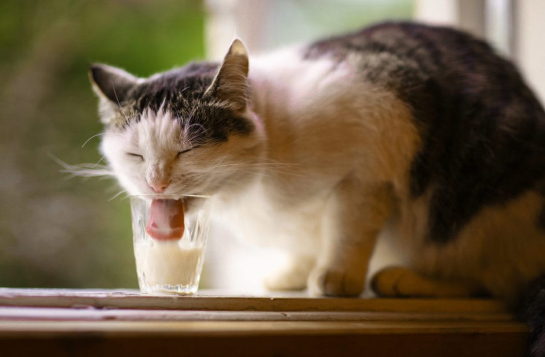Чем нельзя поить кота: вредные напитки для домашних любимцев