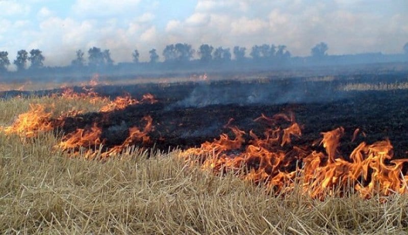 Штраф за сжигание травы и листьев вырос почти в 20 раз