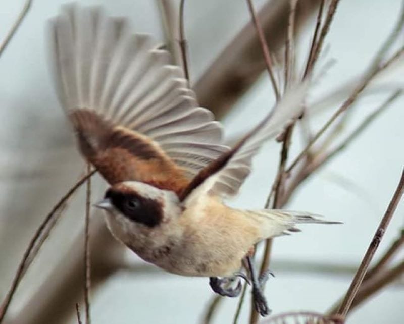 В Днепре запечатлели необыкновенную певчую птицу. Новости Днепра