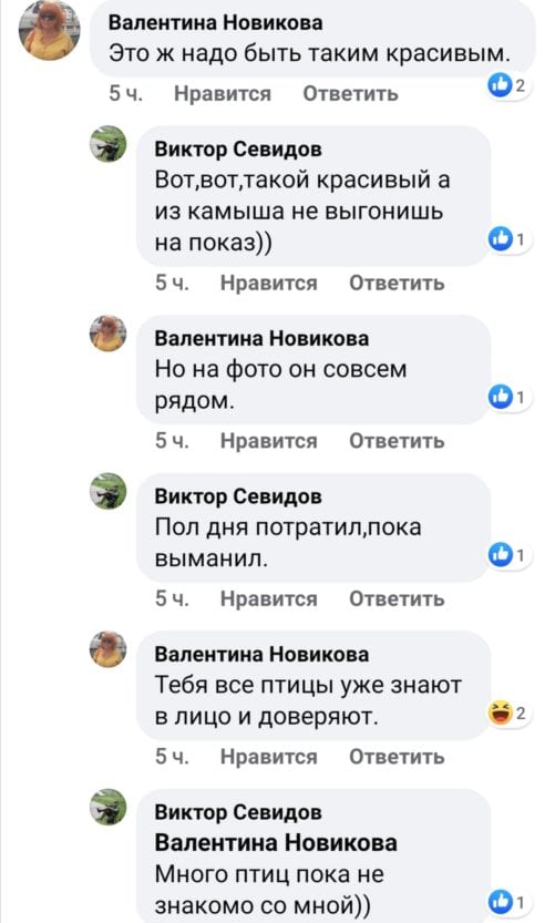 Под Днепром запечатлели малого погоныша (Фото). Новости Днепра