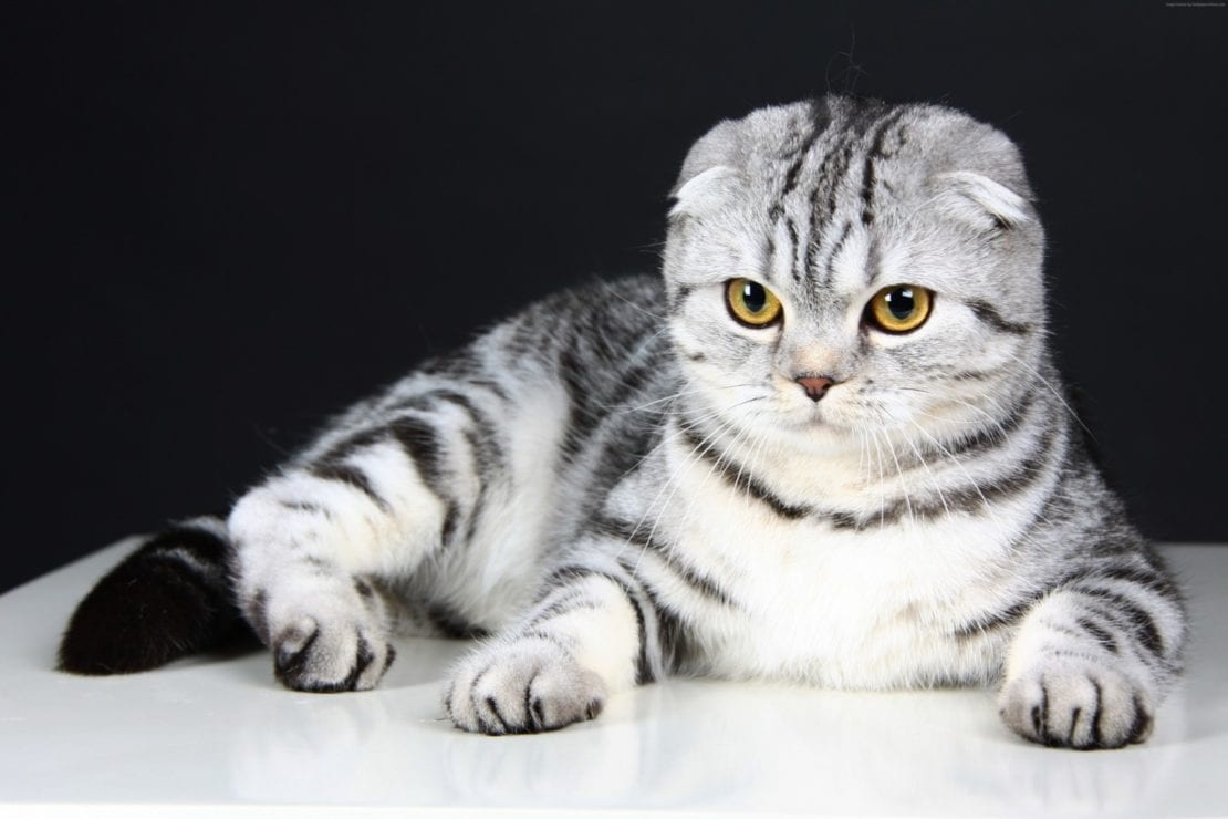 Украинские звезды: ТОП-5 самых популярных пород котов в стране, скотиш-фолд