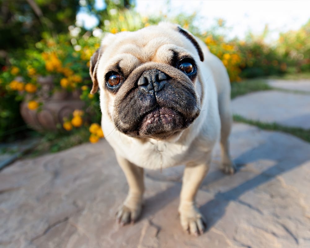 Активные и дружелюбные: ТОП-5 самых жизнерадостных пород собак