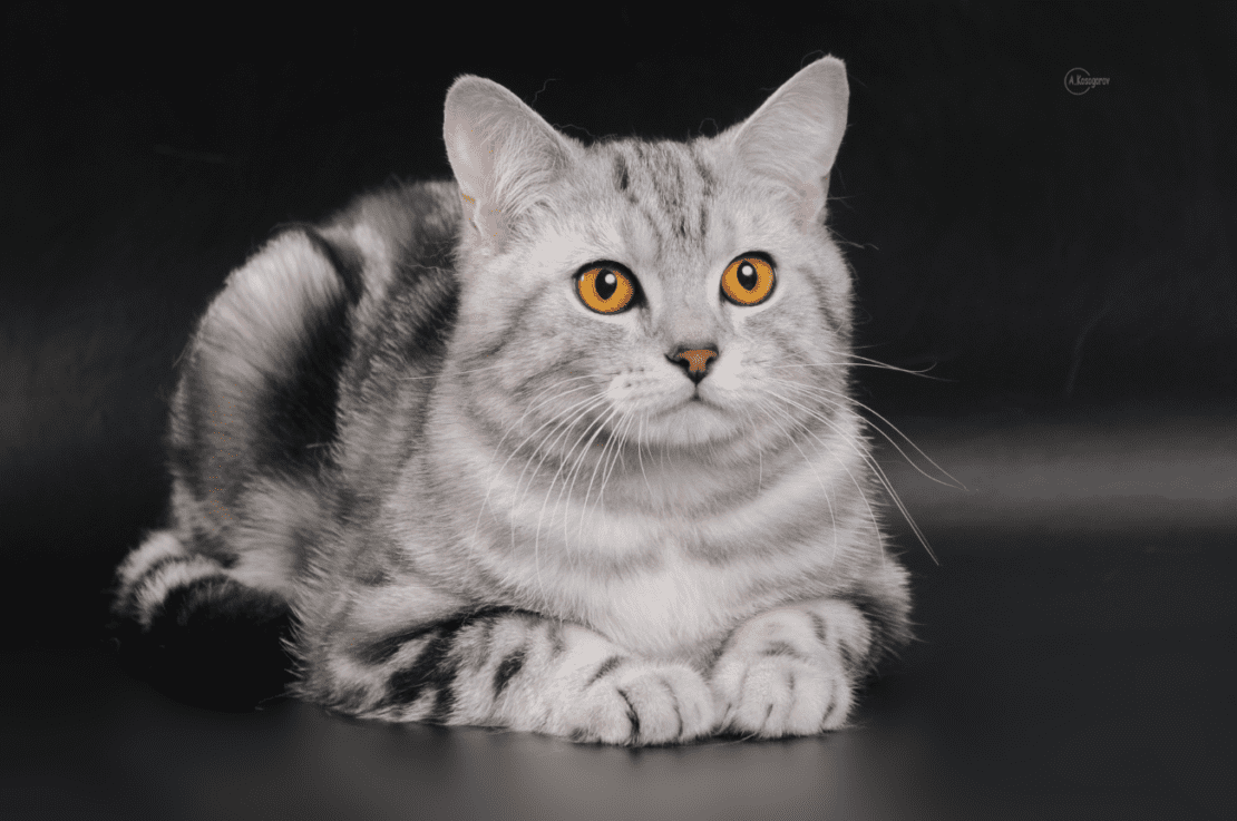 Украинские звезды: ТОП-5 самых популярных пород котов в стране, скотиш-страйт