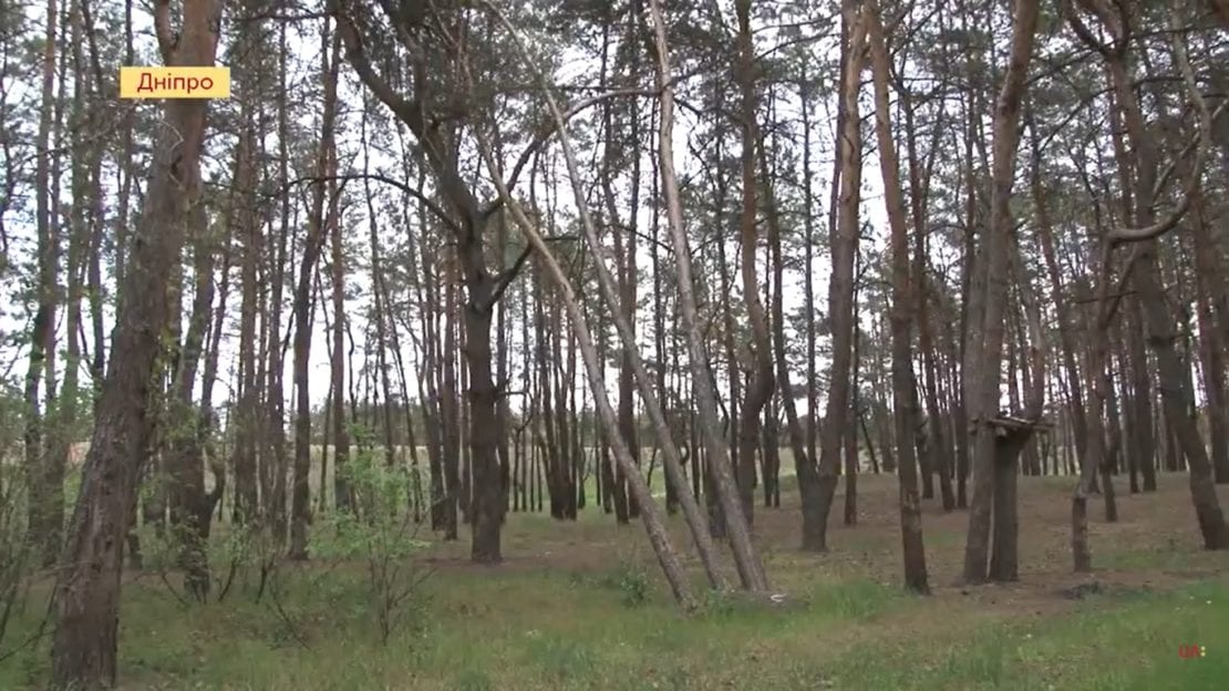 В Днепре лес на Северном спасут от ненасытного вредителя: подробности