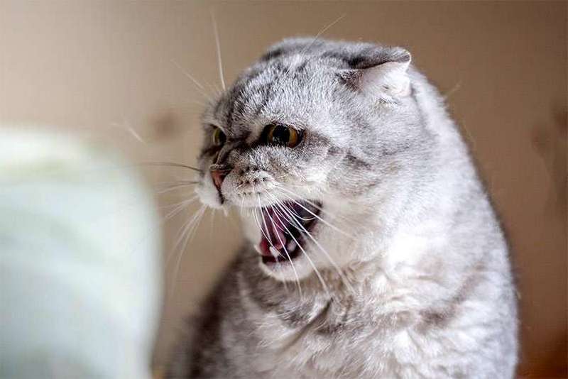 Лучше не злить: ТОП-3 самых опасных породы кошек