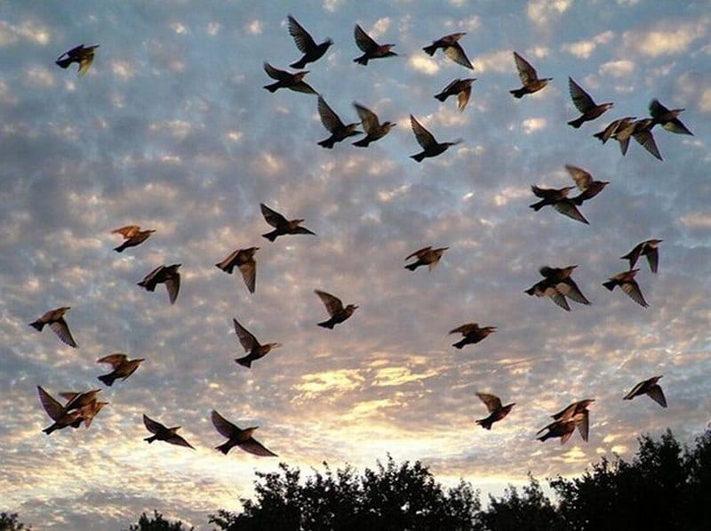17 мая, день святой Пелагеи - покровительницы птиц: приметы