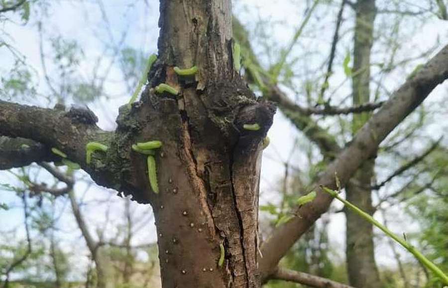 На Гули Королевой нашествие зеленых монстров. Новости Днепра