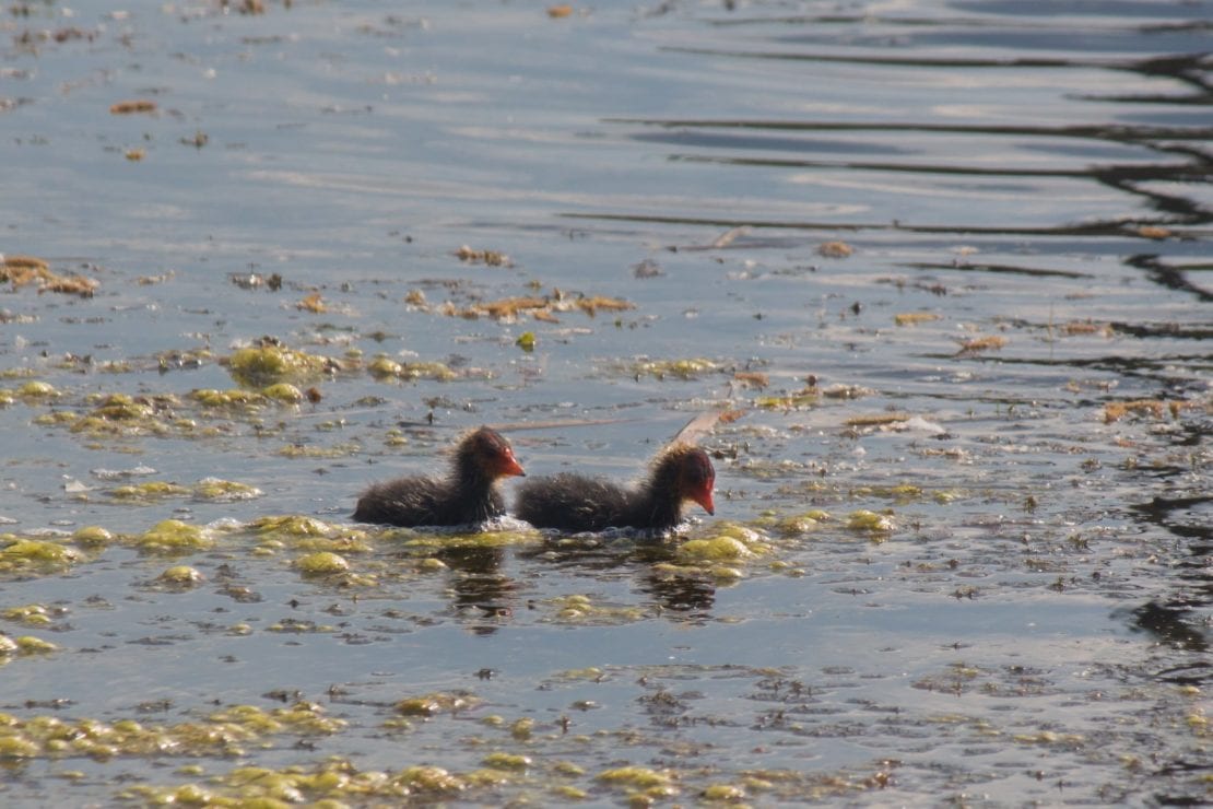 Какие птицы обитают на озере Курячьм в Днепре. Новости Днепра