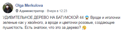 В Днепре зацвели деревья гребенщика (Фото). Новости Днепра