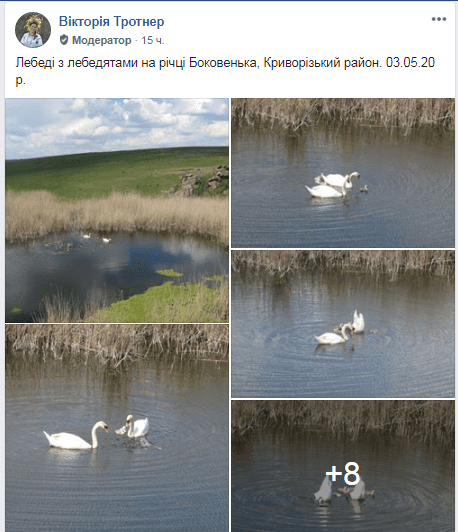 Под Днепром запечатлели семейство лебедей. Новости Днепра