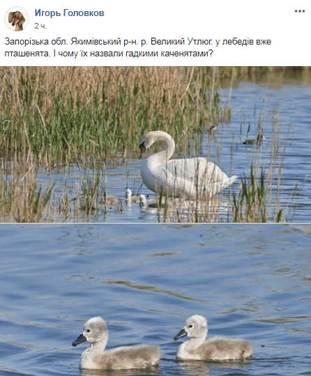 Под Днепром запечатлели семейство лебедей. Новости Днепра
