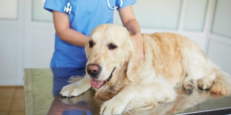 Как защитить собаку от клещей и пироплазмоза (Видео)