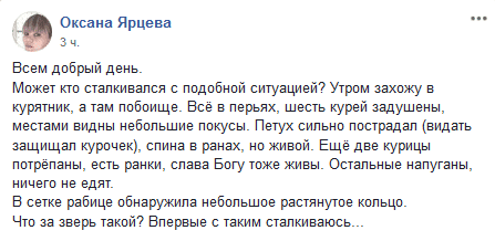 Под Днепром зверь жестоко расправился с курами. Новости Днепра