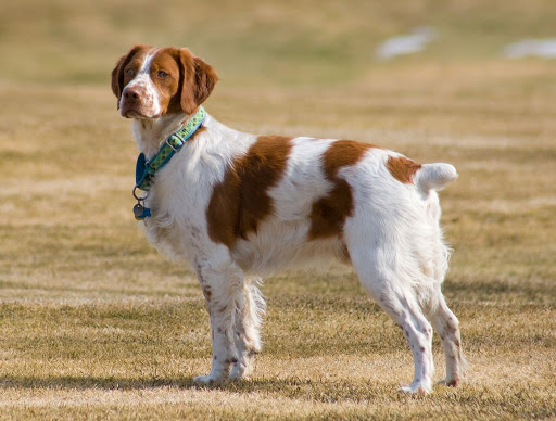 Умные и быстрые: ТОП-5 лучших пород собак для охоты
