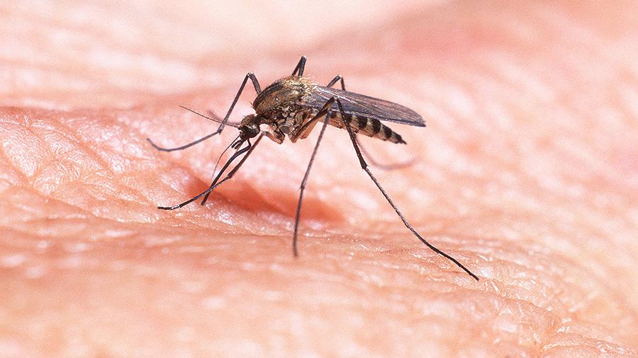 Как снять зуд от комариного укуса: народные средства
