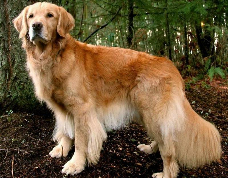 Обладатели густой шевелюры: ТОП-5 пород собак, которые сильно линяют