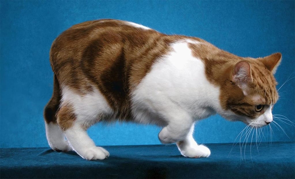 Пушистое чудо: ТОП-5 бесхвостых пород кошек